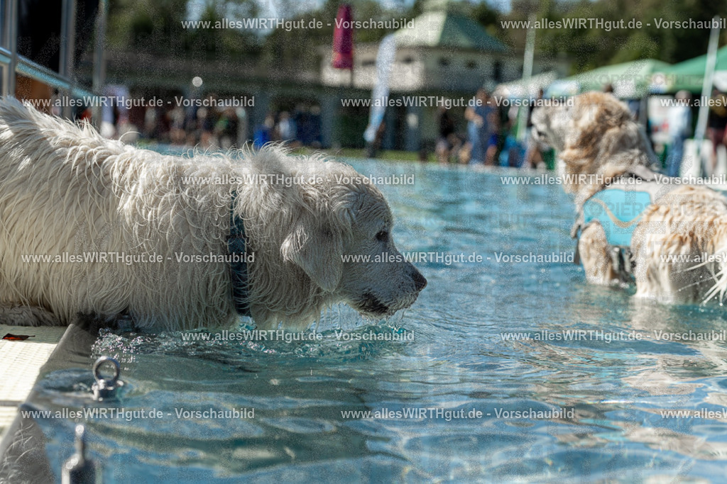 Hundeschwimmen_Volksbad_2026-allesWIRTHgut_Tierfotografie-2609061307-121737-7R500522 | Professionelle Tierfotografie in Mönchengladbach von Daniel Wirth (allesWIRTHgut). Liebevolle & natürliche Bilder von Hunden & Katzen für unvergessliche Erinnerungen.