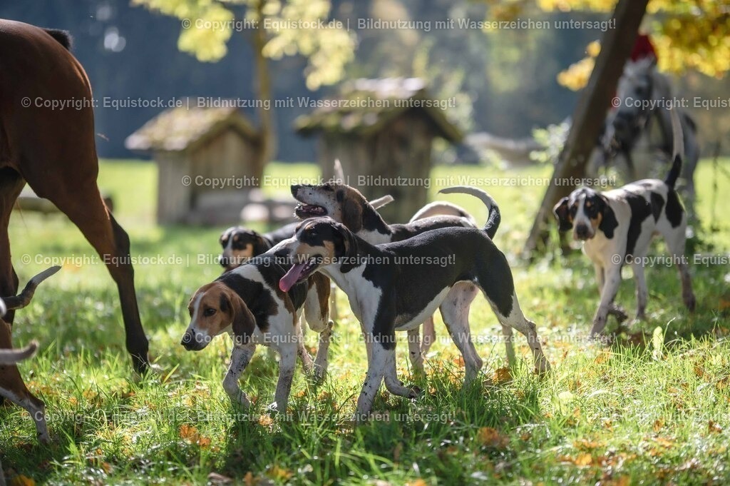 20251011_Jagd-Marbach_0450 | Foto: Thomas Hartig