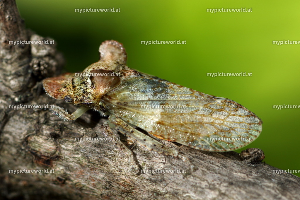 Ledra aurita-008 | Das Bilderarchiv über Tiere, Planzen und Landschaften. In der Bilddatenbank finden Sie ein große Auswahl an hochwertigen Bilder für Ihre Werbung - Realisiert mit Pictrs.com