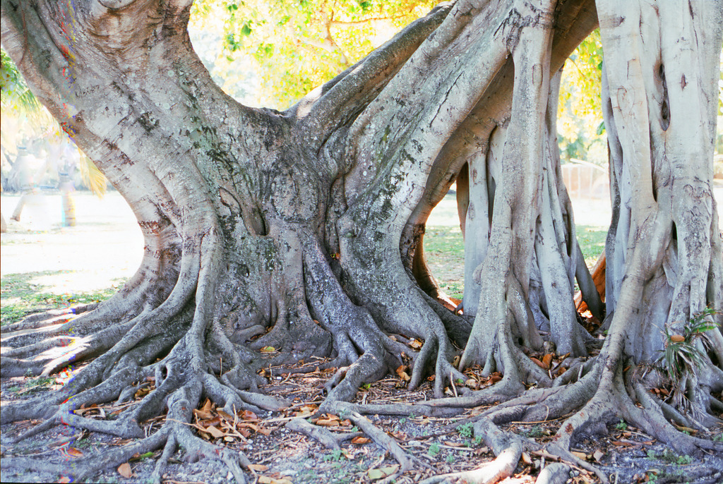 USA_MiamiBeach_Bodhibaum_06381a | Wurzelgeflecht eines alten Bodhibaumes in Miami Beach, Fl, USA