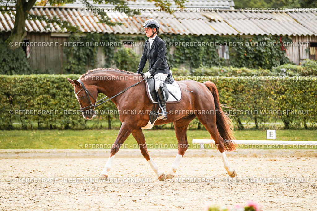 DSC01696 | Pferdegrafie