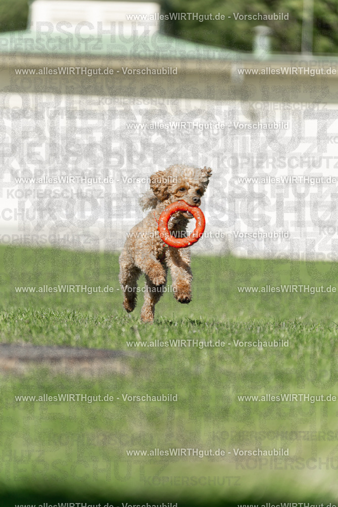 Hundeschwimmen_Volksbad_2026-allesWIRTHgut_Tierfotografie-2609061108-101825-7R509406 | Professionelle Tierfotografie in Mönchengladbach von Daniel Wirth (allesWIRTHgut). Liebevolle & natürliche Bilder von Hunden & Katzen für unvergessliche Erinnerungen.
