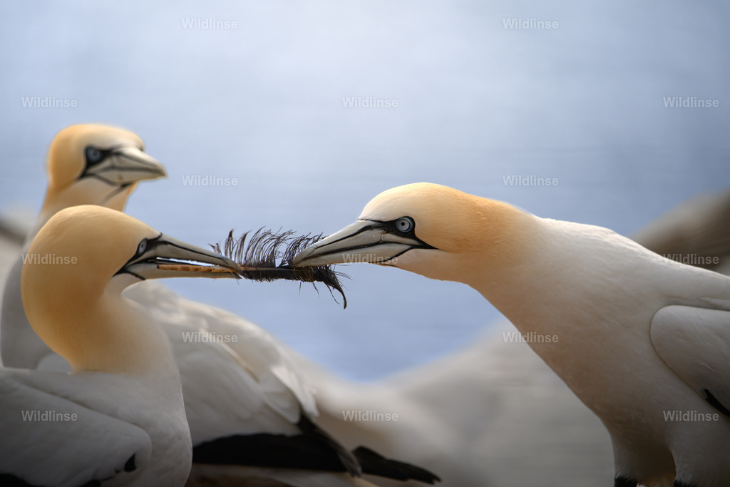 Wildlinse-240413-1 | Willkommen bei Wildlinse. Wildtierfotografien aus Schleswig-Holstein: Entdecke einzigartige Fine-Art-Prints und Poster, die Ruhe, Wildnis und die Schönheit unserer heimischen Tierwelt in dein Zuhause bringen. - Realisiert mit Pictrs.com