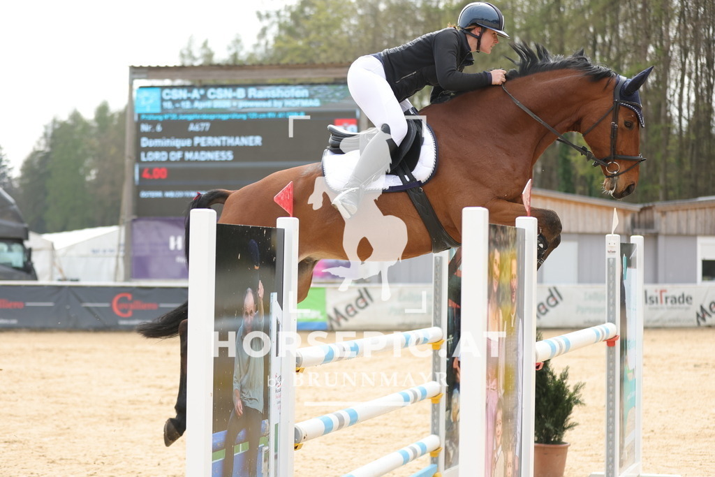 0P6A4875 | Willkommen bei Brunnmayr - Design & Fotografie – Ihrem Spezialisten für Reitturniere und Pferdeveranstaltungen in Oberösterreich, Salzburg und Bayern! Seit über 17 Jahren sind wir leidenschaftlich dabei.