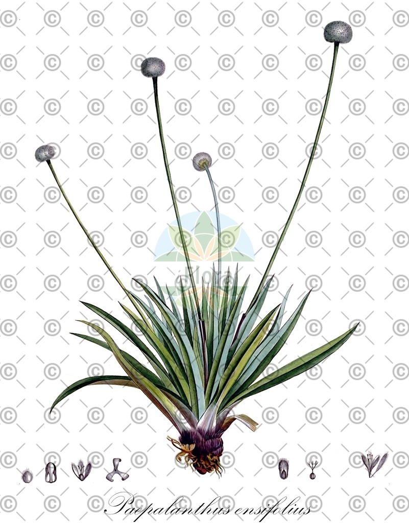 HistAbb_wfo-0001114248_2_ENZY_Simple | Historische Abbildung von Paepalanthus ensifolius - Eriocaulaceae | Historical Illustration of Paepalanthus ensifolius - Eriocaulaceae