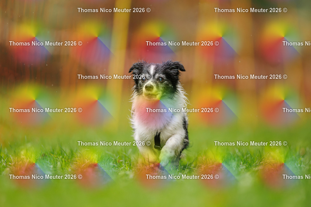 Thomas_Nico_Meuter(C)_13. September 2026_223A1905 | Bild von Thomas Nico Meuter - Realisiert mit Pictrs.com