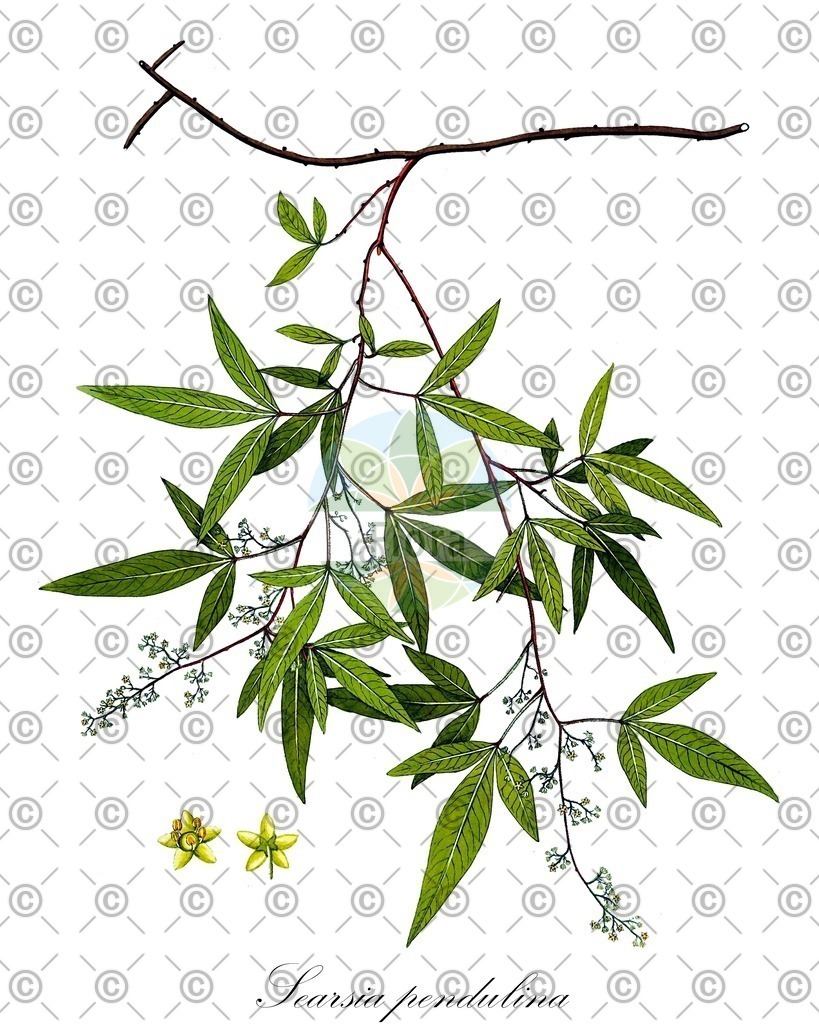 HistAbb_11057_1_FLORAD_SIMPLE | Historische Abbildung von Searsia pendulina - Anacardiaceae | Historical Illustration of Searsia pendulina - Anacardiaceae