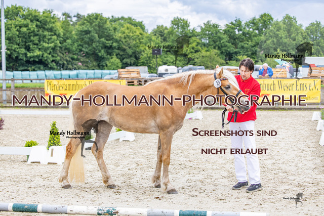 25-6 BSS H Gemischt (552) | mandyhollmannphotographie