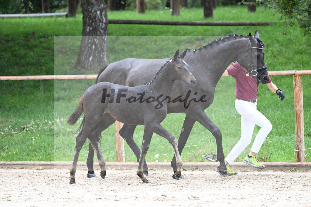 Kat-Nr. 13 SF Donier_Schlosser_25230240 | hf-fotografie - Realisiert mit Pictrs.com