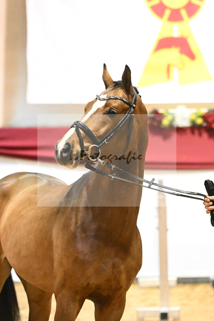 Kat-Nr. 11 Cashmere x Clinton I_Kiessling_43231157 | hf-fotografie - Realisiert mit Pictrs.com