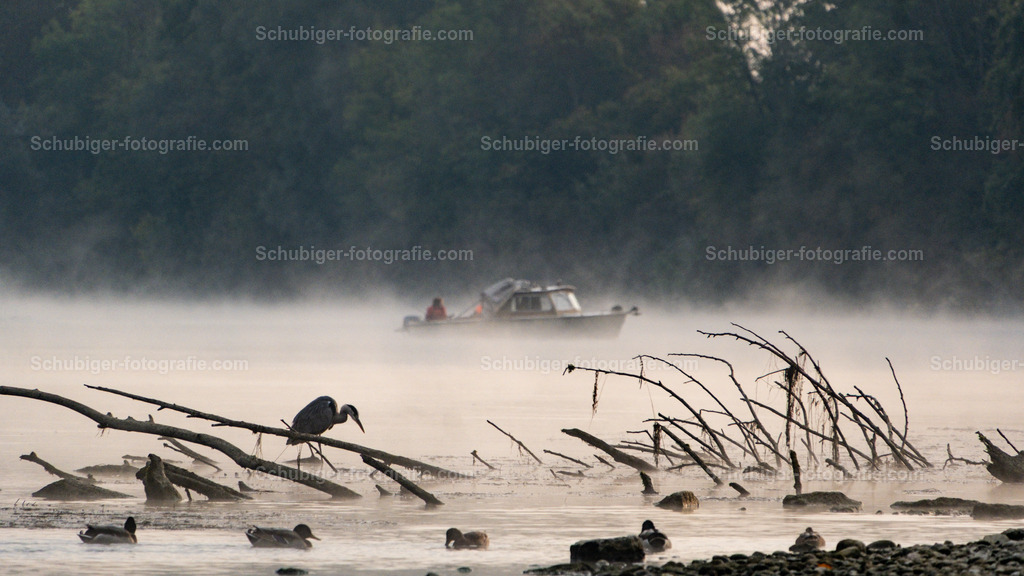 Fischerboot im Morgennebel | Fischerboot im Morgennebel  auf der Aare - Realisiert mit Pictrs.com
