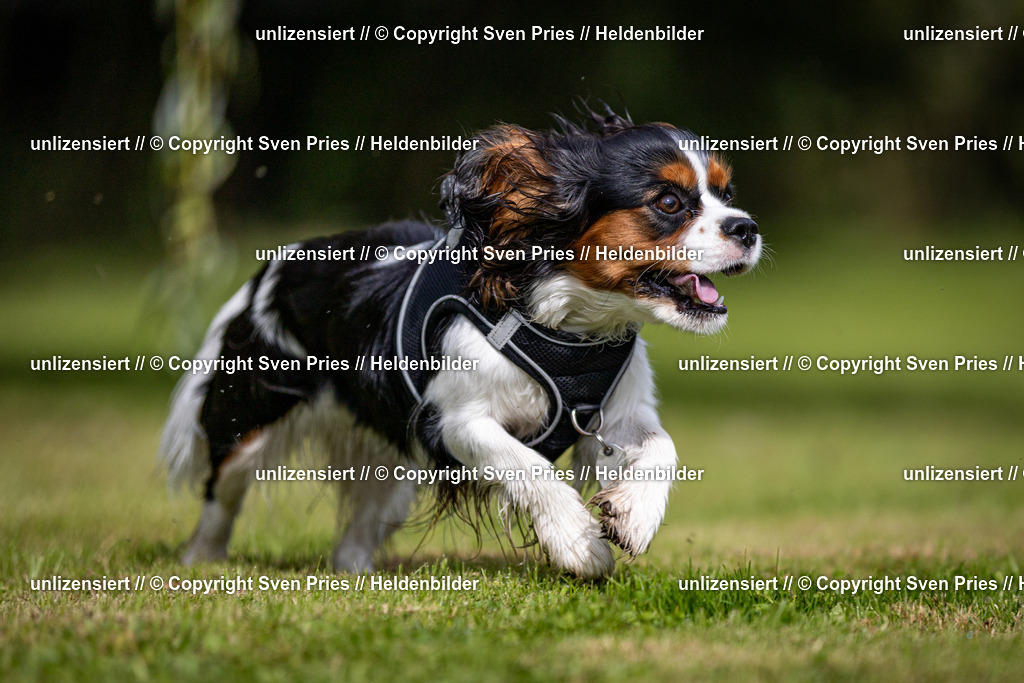 Sven Pries | 2024-09-22 - Hunderennen Baden-BadenPudelverein - Realisiert mit Pictrs.com