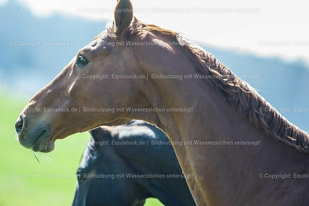 20210426_Pferd-auf-Koppel_0081 | equistock