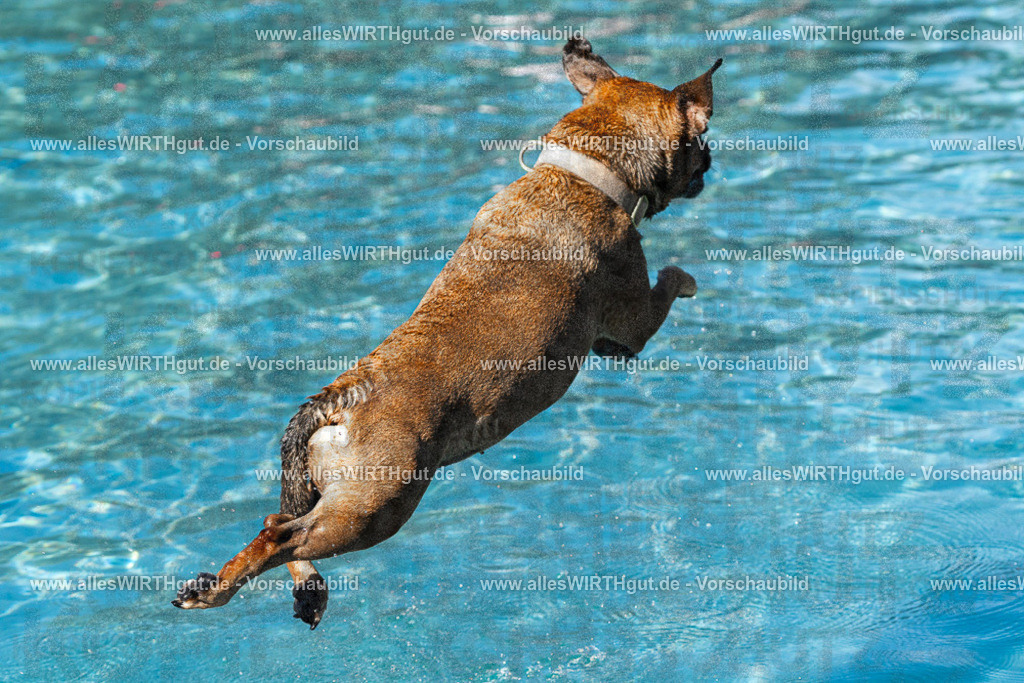 Hundeschwimmen_Volksbad_2026-allesWIRTHgut_Tierfotografie-2609061146-FAY06314 | Professionelle Tierfotografie in Mönchengladbach von Daniel Wirth (allesWIRTHgut). Liebevolle & natürliche Bilder von Hunden & Katzen für unvergessliche Erinnerungen.