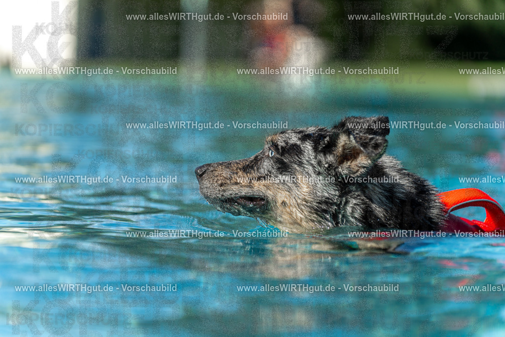 Hundeschwimmen_Volksbad_2026-allesWIRTHgut_Tierfotografie-2609061206-111612-7R500176 | Professionelle Tierfotografie in Mönchengladbach von Daniel Wirth (allesWIRTHgut). Liebevolle & natürliche Bilder von Hunden & Katzen für unvergessliche Erinnerungen.