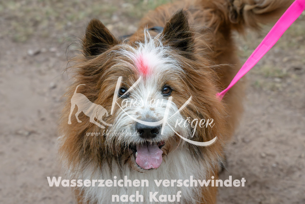 0928_ZZ91342 | kk-dogfotos