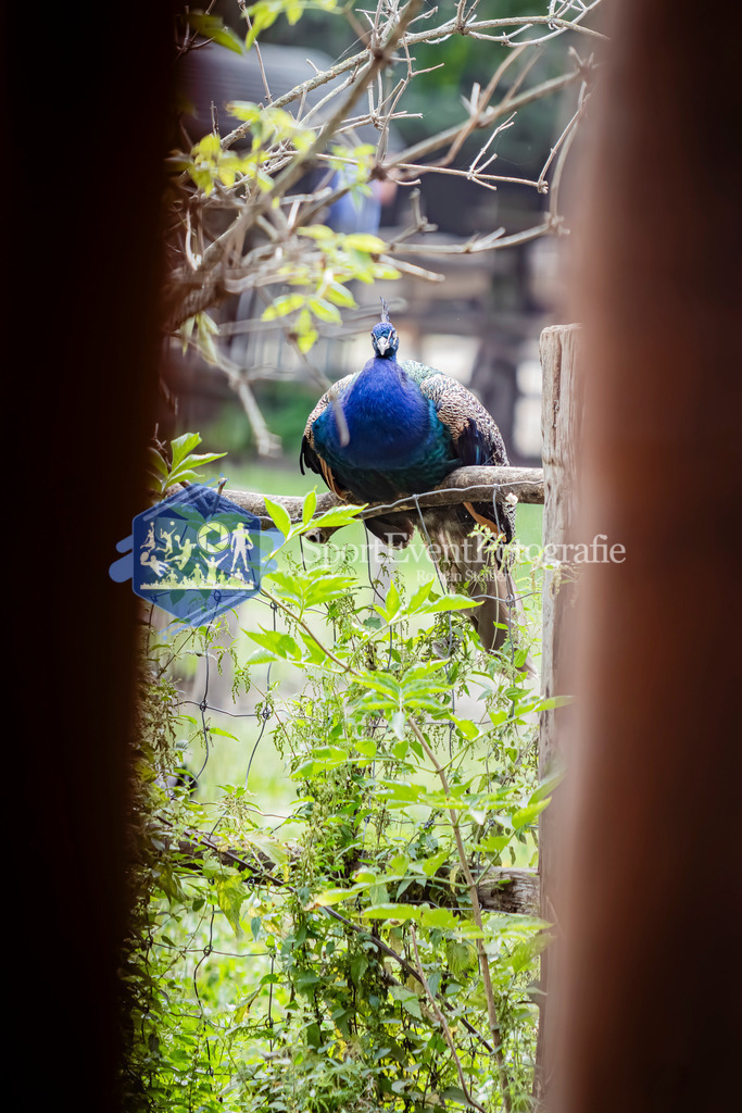 IMG_3179 | SportEventFotografie - Roman Stoiber