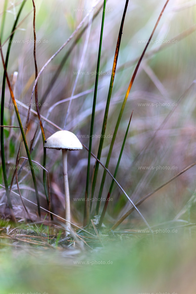 Pilzlandschaft | Pilzlandschaft hochkant - Realisiert mit Pictrs.com