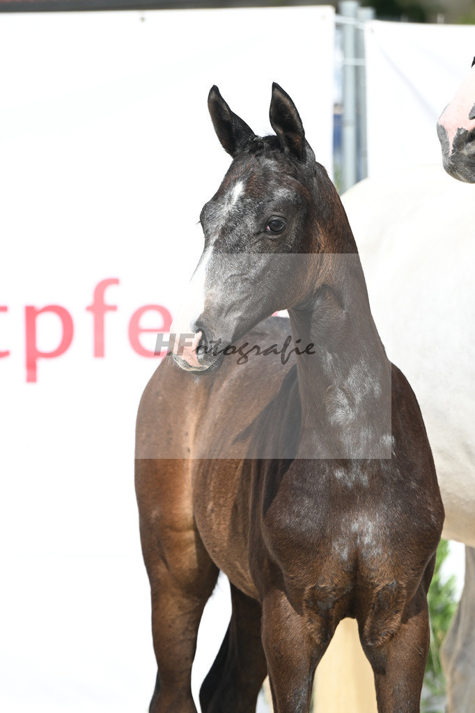 Esperanto x Boss Hoss_SF_Kraft_12250237 | hf-fotografie - Realizzato con Pictrs.com