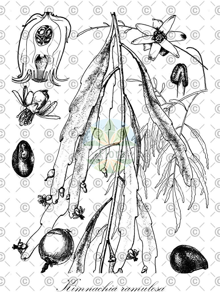 HistAbb_wfo-0001146631_1_ENZY_Simple | Historische Abbildung von Kimnachia ramulosa - Cactaceae | Historical Illustration of Kimnachia ramulosa - Cactaceae