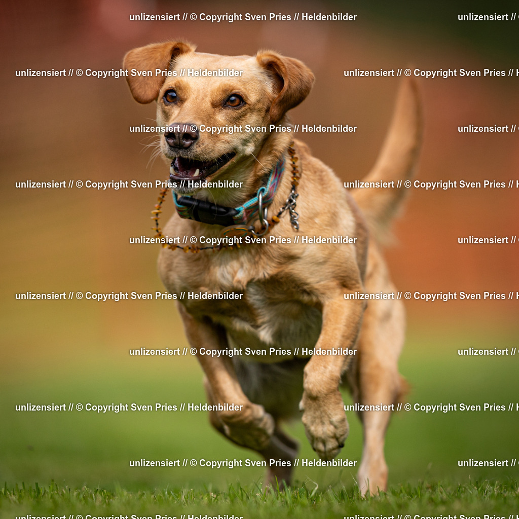 Sven Pries | 2024-09-22 - Hunderennen Baden-BadenPudelverein - Realisiert mit Pictrs.com