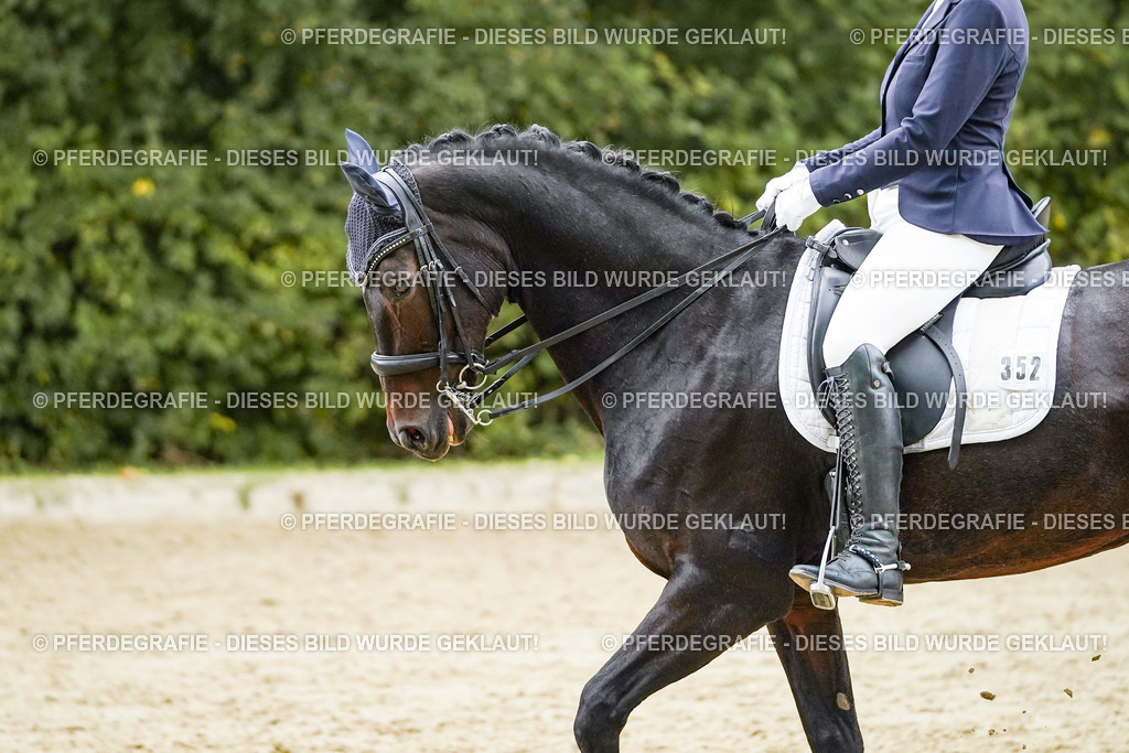 DSC06169 | Pferdegrafie