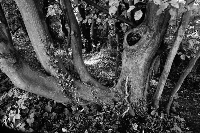 Baum Füße 21 | ARDT Foto Kunst