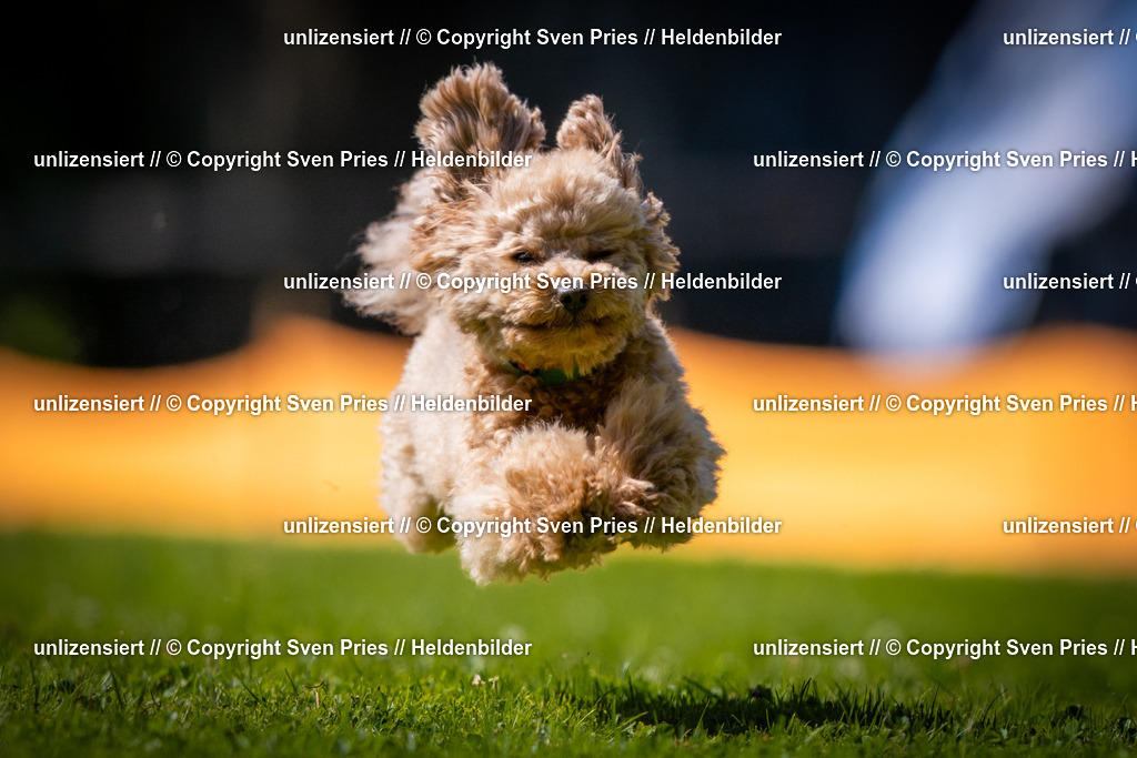 Sven Pries | 2025-08-10 - Hunderennen Durlach - Realisiert mit Pictrs.com