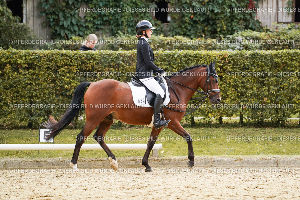 DSC01018 | Pferdegrafie