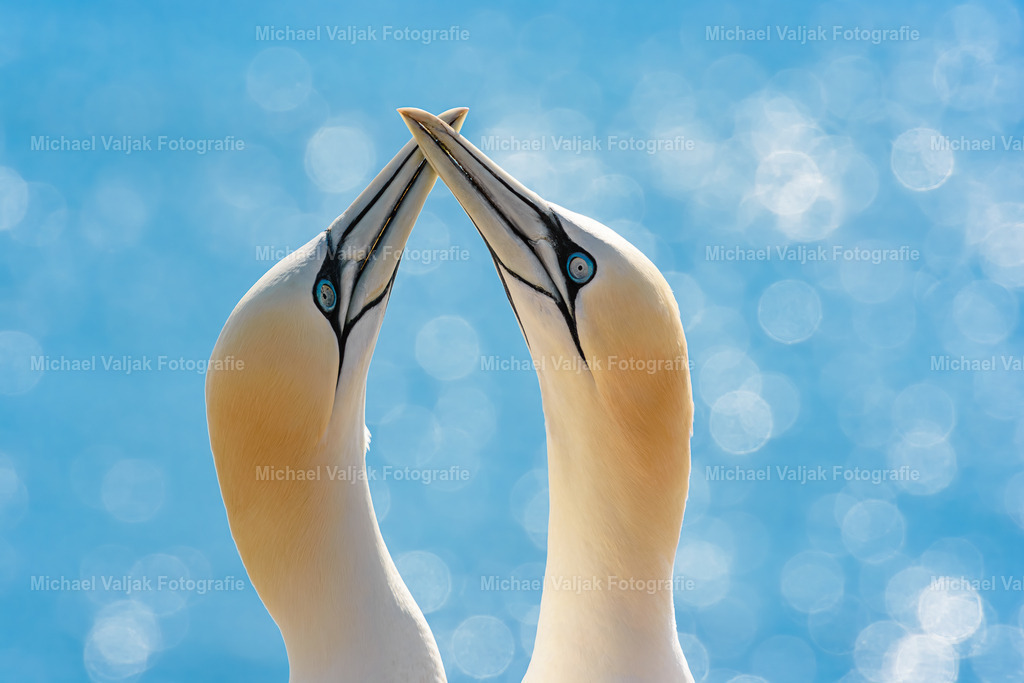 Basstölpel im Gegenlicht | Ein Basstölpel Pärchen begrüßt sich mit den Schnäbeln auf Helgoland. Die Abendsonne taucht die beiden Vögel in ein schönes warmes Licht. Zahlreiche Basstölpel und andere Vogelarten brüten jedes Frühjahr auf der Nordseeinsel und machen die Insel somit zu einem Eldorado für Vogelbeobachter und Naturfotografen. - Realisiert mit Pictrs.com