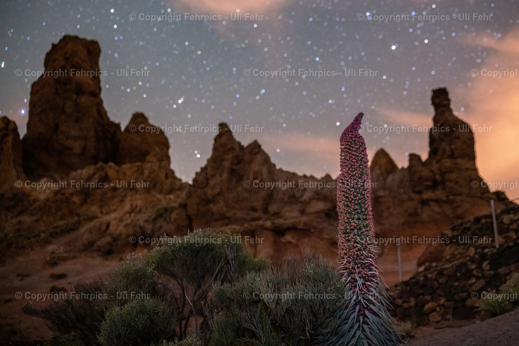 Tajinaste at Roque de Garcias - Tenerife | Fehrpics - hochwertige Fotoprodukte rund um Landschaft, Natur, Sterne & Milchstraße. - Realisiert mit Pictrs.com