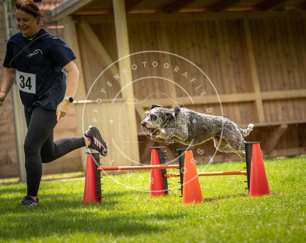 Pfotenfotografie_DV3A3399 | Hundefotografie, Tierfotograf, Pfotenfotografie, Fotoshooting Hund, Hunde Portrait, Hundesport, Hundeportraits, Heideshooting, Hunde, Sportfotograf, Hundefotograf, Turnierhundsport, THS,  - Realisiert mit Pictrs.com