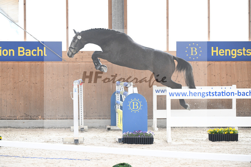 Kat-Nr. 4 Nischa F v. Vigaro_Fischer_5250319 | hf-fotografie - Realisiert mit Pictrs.com