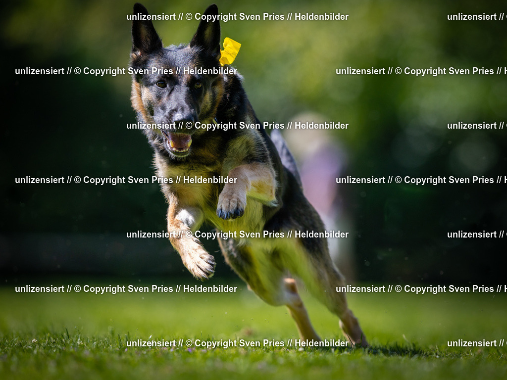 Sven Pries | 2025-08-10 - Hunderennen Durlach - Realisiert mit Pictrs.com