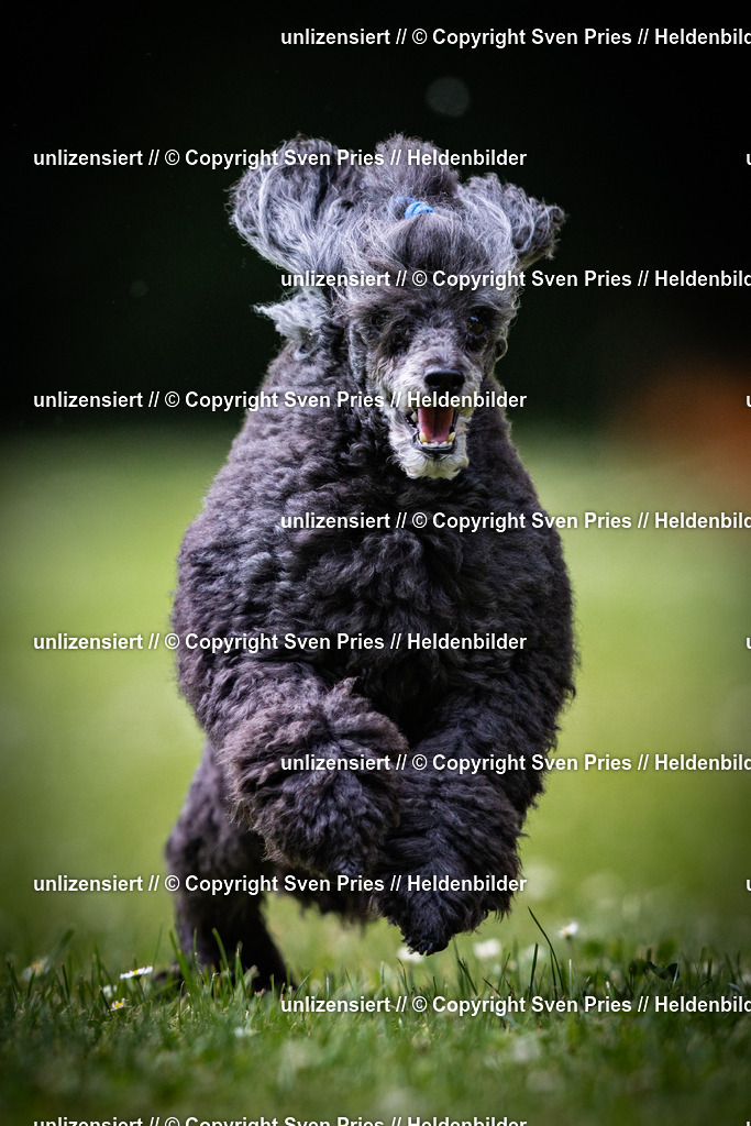 Sven Pries | 2025-05-29 - Pudelrennen KA-Durlach - Realisiert mit Pictrs.com