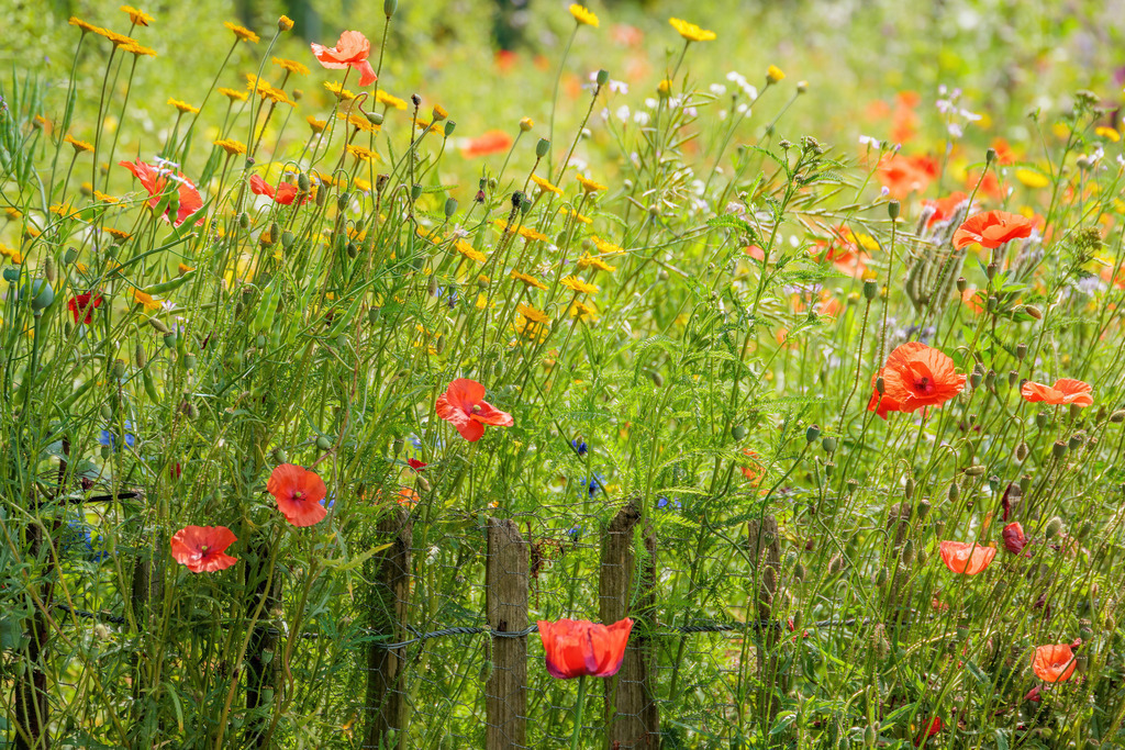 Wandbild: Blumenzauber am Gartenzaun | Dieses farbenfrohe Naturbild fängt die sommerliche Pracht einer wilden Blumenwiese ein, die sich hinter einem rustikalen Holzzaun emporstreckt. Mohn, Margeriten, Kornblumen und andere Wildblumen leuchten in sattem Rot, Gelb und Blau – ein Bild voller Leben, Natürlichkeit und ländlicher Idylle. Ideal als Wandbild für Wohnzimmer, Küche oder Gartenhaus, das ein Stück Sommer ins Zuhause bringt.