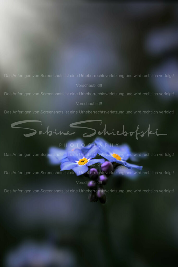 Wandbild Vergissmeinnicht #2 | "Vergissmeinnicht" ist auf Deutsch das Wort für "forget-me-not". Es ist ein gebräuchlicher Name für eine kleine blaue Blume, die für ihr zartes Aussehen bekannt ist. Das Wort "vergissmeinnicht" wird oft symbolisch verwendet, um Erinnerung oder den Appell, nicht vergessen zu werden, darzustellen. Es kann in verschiedenen Kontexten wie Literatur, Poesie und als Metapher für Erinnerung oder Liebe verwendet werden. - Realisiert mit Pictrs.com