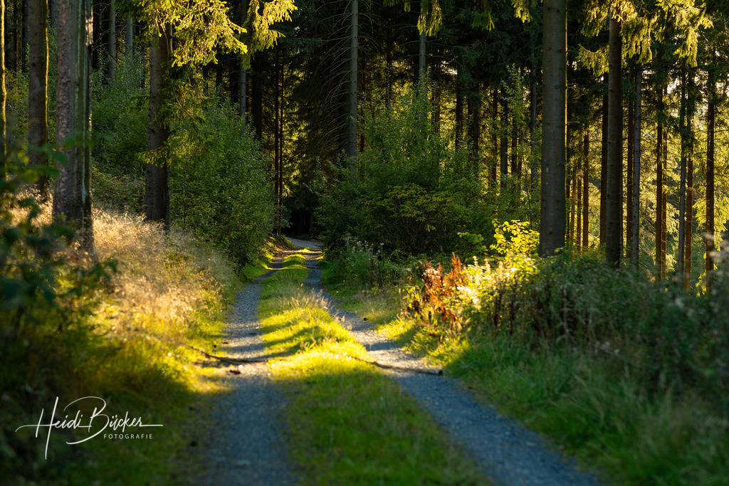 Waldweg durch Fichtenbestand | Lichtdurchfluteter Waldweg durch hohen Fichtenbestand - Realisiert mit Pictrs.com