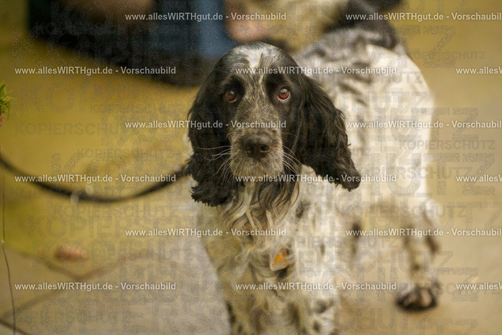 @allesWIRTHgut_Tierfotografie - www.allesWIRTHgut.de - 7R501863 | Professionelle Tierfotografie in Mönchengladbach von Daniel Wirth (allesWIRTHgut). Liebevolle & natürliche Bilder von Hunden & Katzen für unvergessliche Erinnerungen.