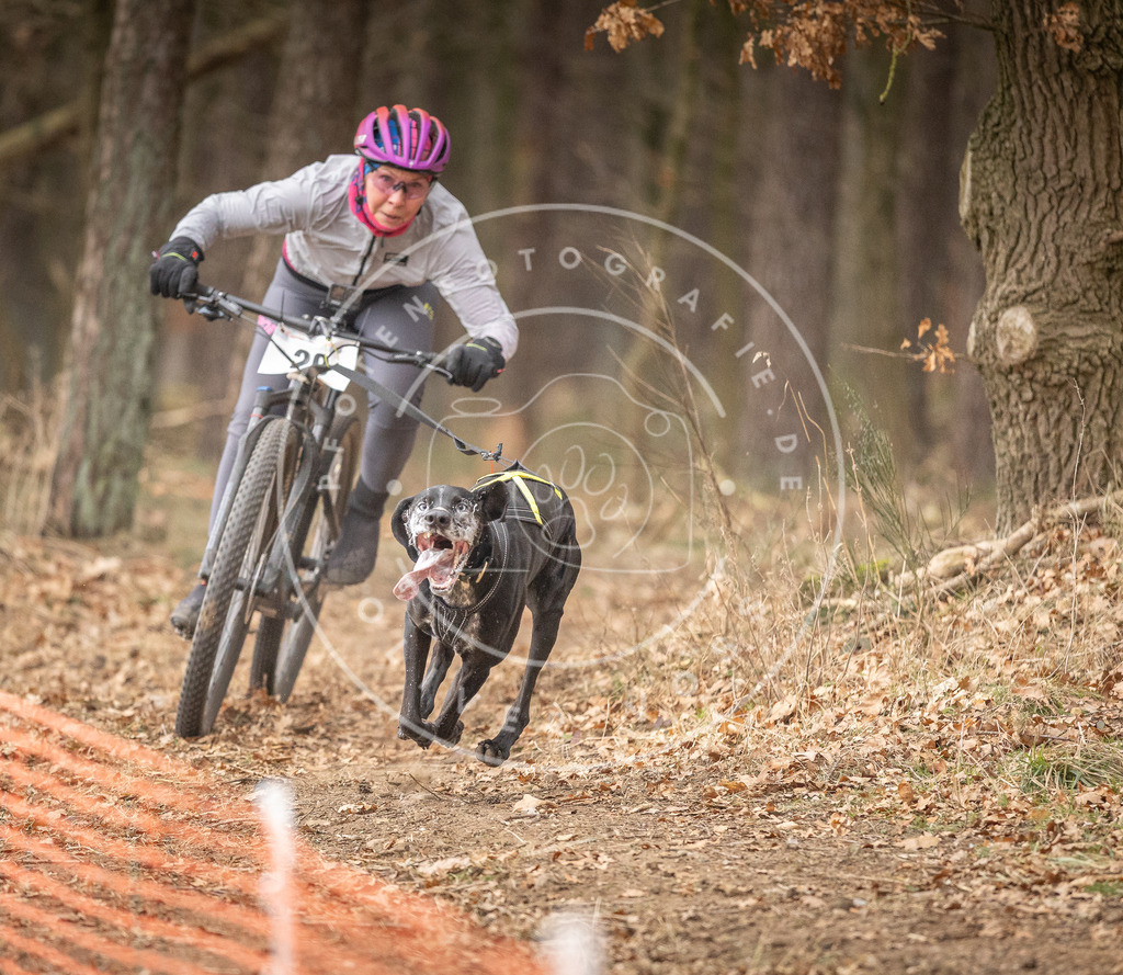 Pfotenfotografie_DV3A2538 | Hundefotografie, Tierfotograf, Pfotenfotografie, Fotoshooting Hund, Hunde Portrait, Hundesport, Hundeportraits, Heideshooting, Hunde, Sportfotograf, Hundefotograf, Turnierhundsport, THS,  - Realisiert mit Pictrs.com