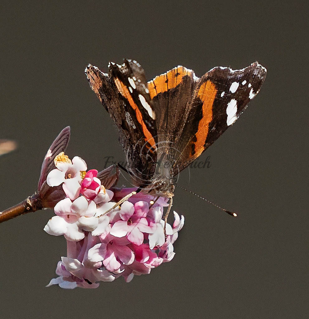 _X0A8714bea | Frank Herberich Fotografie, Frank Herberich, Fotografie, Hochzeit, Portrait, St. Peter Ording, Ording, Westerhever, Nordsee, Frank Fotografie, Hardheim,  Odenwald,Walldürn, Band,Eventfotografie - Realized with Pictrs.com