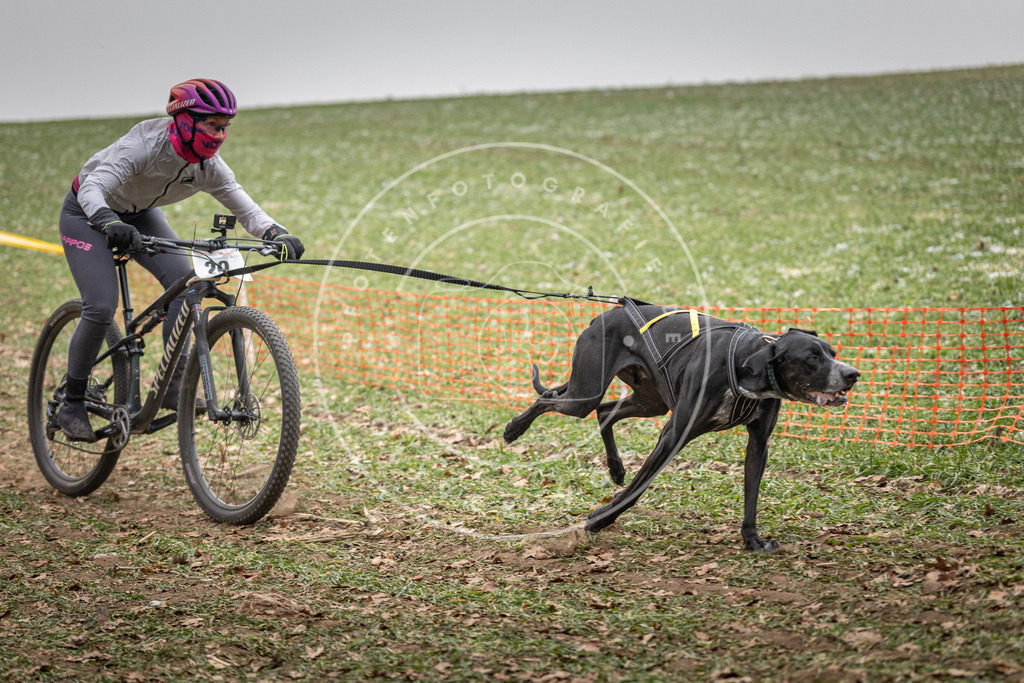Pfotenfotografie_DV3A2320 | Hundefotografie, Tierfotograf, Pfotenfotografie, Fotoshooting Hund, Hunde Portrait, Hundesport, Hundeportraits, Heideshooting, Hunde, Sportfotograf, Hundefotograf, Turnierhundsport, THS,  - Realisiert mit Pictrs.com