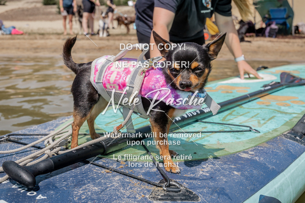 nelerasche_saSUP1_326 | nelerasche