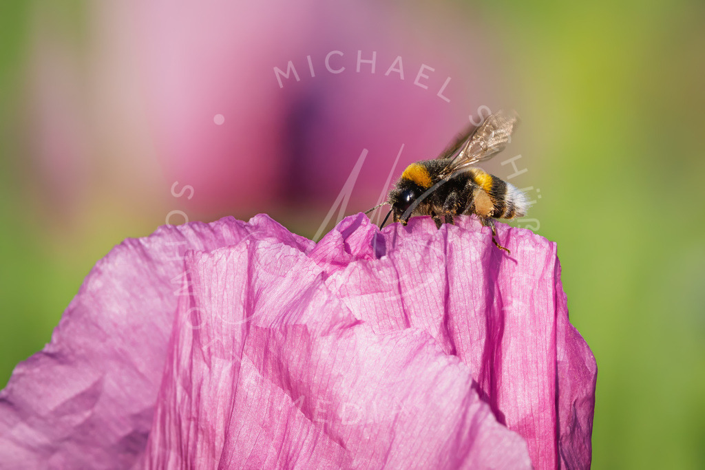 2025-05-20 2025-05-20 Erlenbacher Oelmuehle Mohnblumen 154 | Schwotte Media - Realisiert mit Pictrs.com