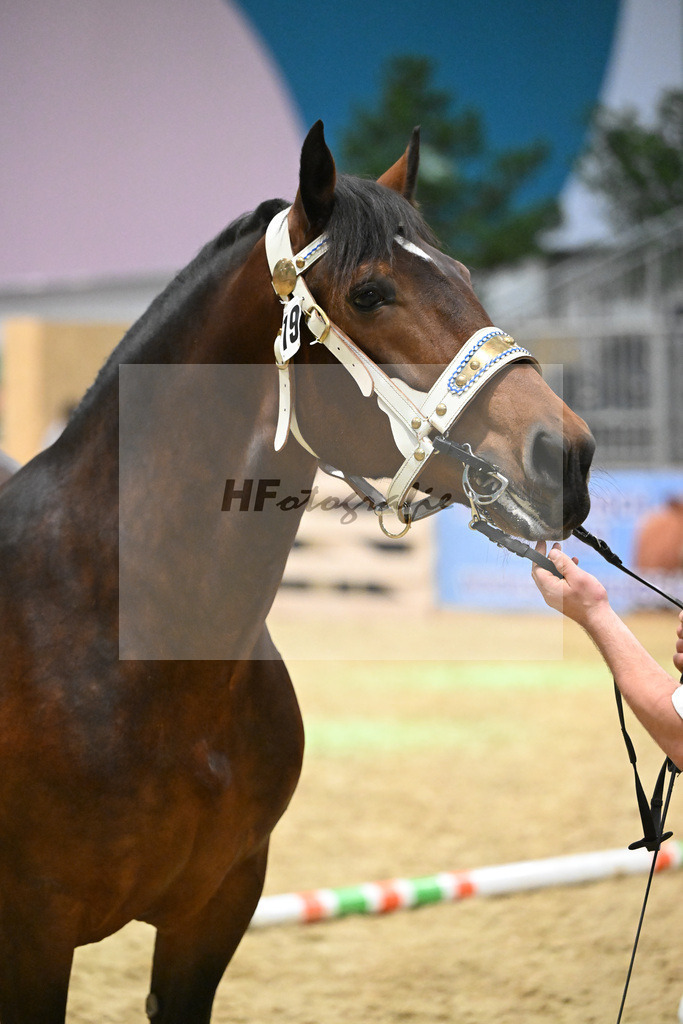 Kat-Nr. 19 Halina v. Vulkan_Kern_1260281 | hf-fotografie - Realisiert mit Pictrs.com