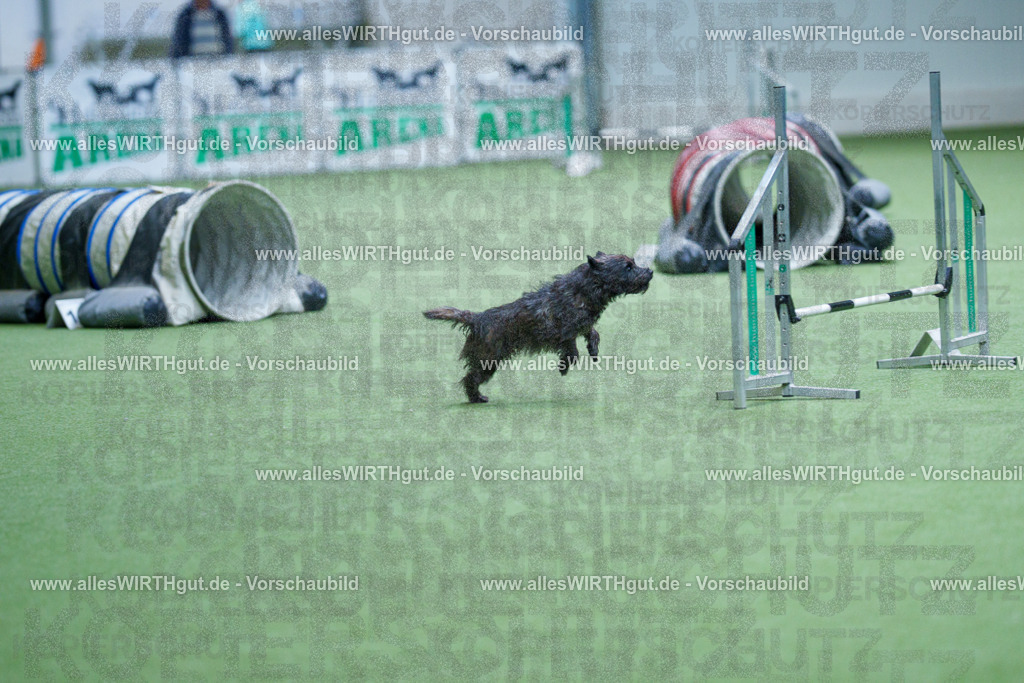 @allesWIRTHgut_Tierfotografie - www.allesWIRTHgut.de - 2604251127-7R500693 | Professionelle Tierfotografie in Mönchengladbach von Daniel Wirth (allesWIRTHgut). Liebevolle & natürliche Bilder von Hunden & Katzen für unvergessliche Erinnerungen.