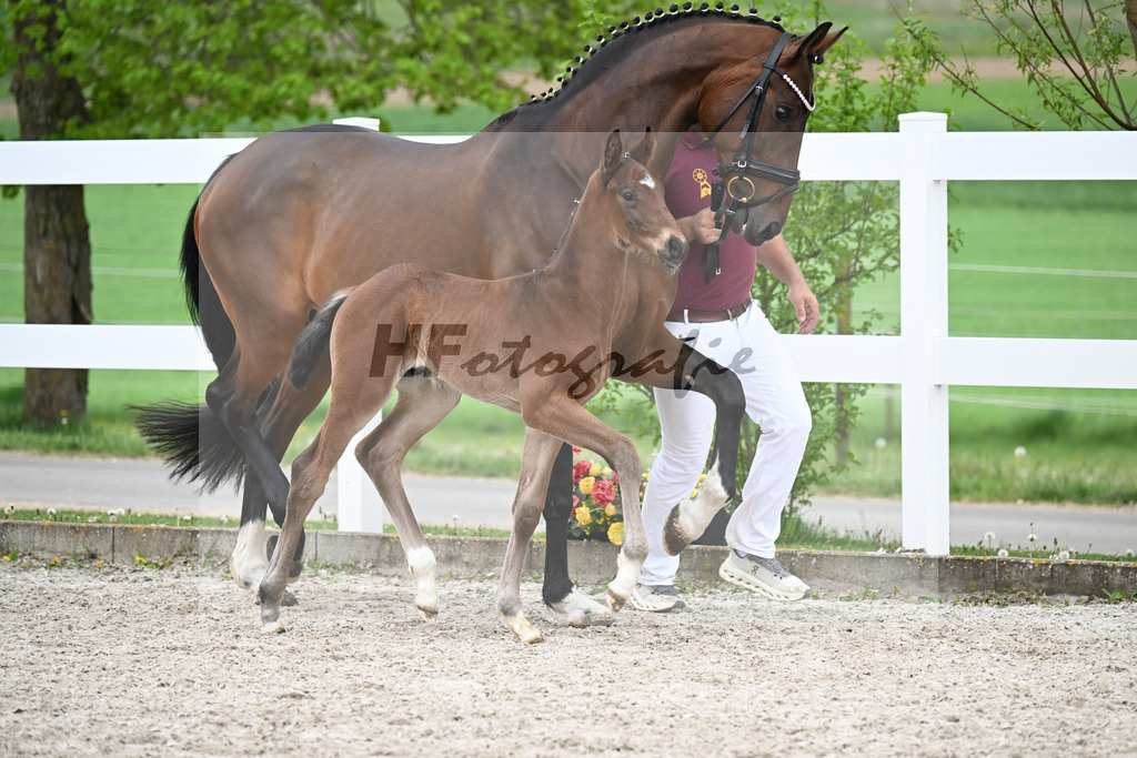Kat-Nr. 13 HF Kruegerrand x L Espoir_Greim_23261128 | hf-fotografie - Realisiert mit Pictrs.com