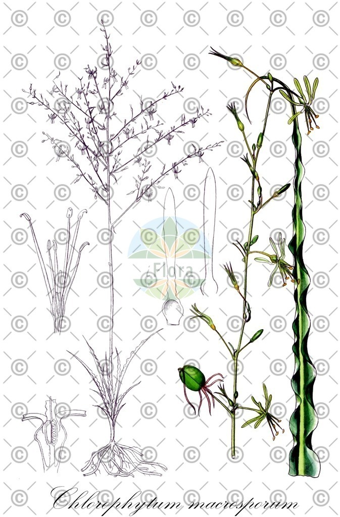 HistAbb_7NZ9V_1_ENZY_Simple | Historische Abbildung von Chlorophytum macrosporum - Asparagaceae | Historical Illustration of Chlorophytum macrosporum - Asparagaceae