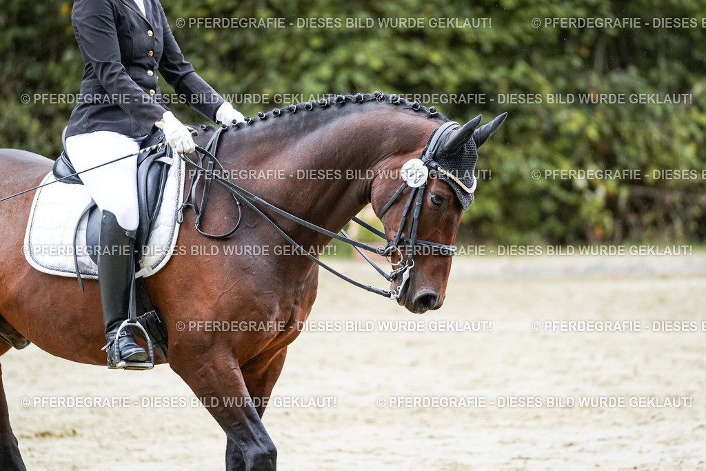 DSC00557 | Pferdegrafie