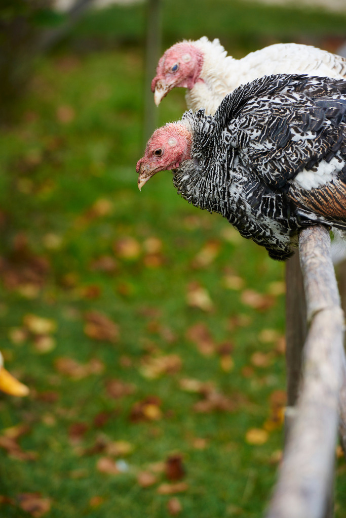 Zwei Truthaene auf Stange | Niedersulz, Austria - October 11, 2014: Zwei Truthähne auf einer Stange. - Realisiert mit Pictrs.com